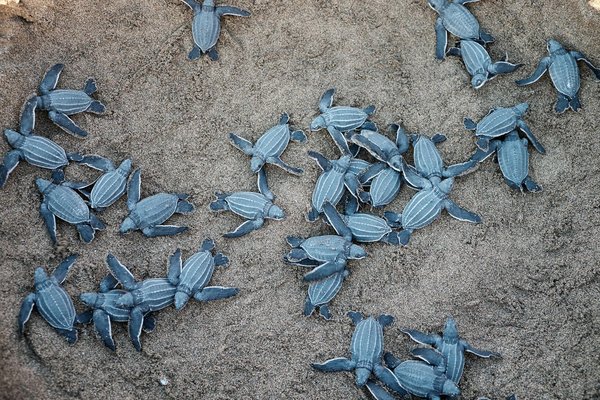 Où observer les tortues luth en Guyane : périodes et conseils pratiques ?